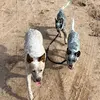Ruby,Penny,Sandy! - @ourcattledogs - TikTok