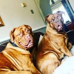 Ruby And Presley ✌🏻 - @the.ruby.and.presley.diary - Instagram