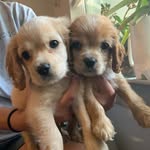 Ruby & Prince - @rubyandprince - Instagram