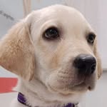 Ruby🐶🐕 - @ruby.princess_of_the_house - Instagram