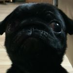 Ruby the pug - @ruby_quicke - Instagram