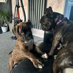 Ronnie and Ruby Ricks 🐾 - @ronnie_andruby - Instagram