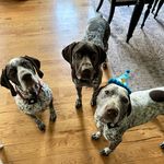Ruby, Edgar, and Oliver Ritter - @partyofpointers - Instagram