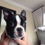 Ruby Roach The Boston Terier - @rubyroach_theboston - Instagram