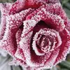 rubyrichards9 - @rubyrochards - TikTok