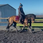 😎Ruby😎 - @ruby.rodgers.horsegroom - Instagram