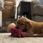 RUBY “RED” ROWAN The Golden Retriever - @rubyroundthehouse - Instagram