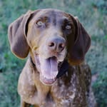 Ruby & Gus - @ruffin.it.with.ruby.and.gus - Instagram