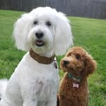 Ruby Ann Izell & Ginger Grey - @ruffinitruby - Instagram
