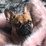 Ruby Ruffington - @ruby_ruffington - Instagram