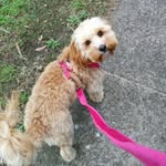 Ruby the Cavoodle - @ruffin_it_with_ruby - Instagram