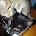 Ruby Salisbury - @ruby.cat.lover - Instagram