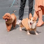 💃🏼🐾🐾🕺🏻 - @ruby.sapphire.22 - Instagram