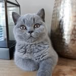 Ruby & Sapphire 🇨🇭 - @ruby_sapphire_british_bsh - Instagram