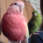 ルビサフィ❤🐥🐥💚 - @ruby_sapphi_ - Instagram