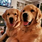 Ruby and Saylor Ellison - @rubyandsaylorthegoldensisters - Instagram