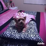 Ruby Schroeder🐶🎀 - @schroederruby - Instagram