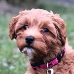 Ruby Schwartz - @ruby.the.mgd - Instagram