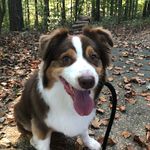 Ruby - @ruby_australian_shepard - Instagram