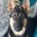 Ruby - @ruby_the_german_shepard_ - Instagram