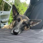 Ruby - @ruby_the_shepard - Instagram