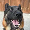 RUBY_THE_GERMAN_SHEPARD - @ruby_the_gs - TikTok