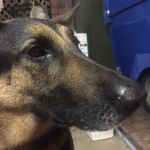Ruby The German Shepard - @rubyswalks - Instagram