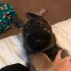 Ruby the German Shepard✨ - @ruby.6_ - TikTok