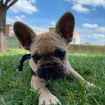 Ruby Shirley Watson - @shirleythefrenchpuppy - Instagram
