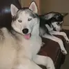 shirleyruby63 - @shirleyruby63 - TikTok