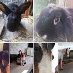 Ruby smallwood - @best_animals1 - Instagram