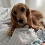 👑 Ruby Ada Mavis Squires🐾💕 - @ruby_ada_mavis - Instagram