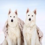 Ruby & Stark - @ruby_starky_boys - Instagram