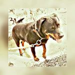RUBY___STARK - @_rotweiller_dogs_ - Instagram