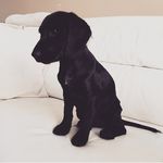 Ruby Mormont Stark - @ruby_mormont_stark - Instagram