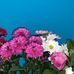 Ruby Steadman - Facebook