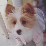 ruby steadman - @dogs_cats277 - Instagram