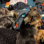 Sterling and Ruby - @sterlingandruby - Instagram