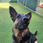 Moose 🫎 Ruby ❤️ Storm 🌩 - @moose.ruby.storm_gsdx3 - Instagram