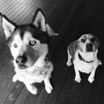 Ruby&Storm - @adventures_of_storm_and_ruby - Instagram