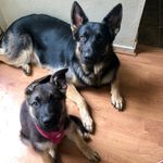 Maxwell and Ruby Stubbs - @wholelotofstubbypup - Instagram