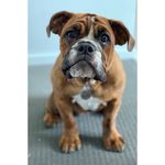 Ruby Harrison-Teague - @rubytheauzziebulldog - Instagram