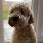 Ruby Waddell 🐕🐾 - @ruby.wheatenterrier - Instagram
