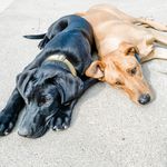 Ruby & Smudge Welch - @rubydooandsmudge2 - Instagram