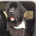 Ruby Wheeler - @ruby_the_newfie - Instagram