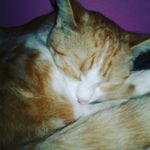 Ruby soo whitaker - @ruby_the_cat321 - Instagram