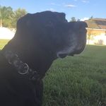 Ruby Wilcox - @ruby.greatdane - Instagram