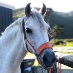 Ruby Wilcox eq - @ruby__eq - Instagram