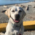 Ruby Wilder - @rubywilderthelabrador - Instagram