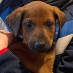 Ruby & Wiley - @ruby_red.dog - Instagram